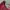 Prada Luxury Casual Crossbody Bag Wanita burgundy photo 5