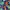Sun Surf Y2K Sportswear Short Pria multicolor photo 5