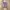 Adidas Casual Sneakers Wanita purple photo 3