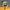 Montbell Gorpcore Sportswear Windbreaker Pria yellow photo 3
