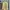 Polo Ralph Lauren Casual Casual Shirt Pria Yellow
