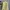 Polo Ralph Lauren Casual Casual Shirt Pria Yellow