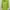 Casual Trench Coat Wanita Green