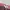 Laura Ashley Y2K Casual Mini skirt Wanita burgundy pink photo 3