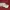 Converse Streetwear Casual Sneakers Pria cream photo 1