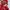 Daisy Lovers Y2K Coquette Puffer jacket Wanita tan red photo 5