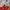 The North Face Gorpcore Casual Windbreaker Wanita red gray photo 8