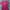 Dickies Streetwear T-shirt Pria burgundy red photo 1