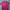 Dickies Streetwear T-shirt Pria Burgundy Red