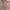 Casual Muslim Going out dress Wanita pink photo 1