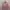 Lolita Sweatshirt Wanita multicolor photo 1
