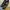 Sergio Rossi Fairy Heels Wanita black photo 2
