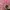 Coquette Wanita pink photo 4
