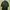 Carhartt Casual Formal Shirt Pria Green