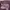 Stussy Vintage Streetwear T-shirt Pria purple photo 7