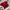 COLORBOX Casual Crop top Wanita red photo 1