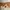 Schott NYC Vintage Y2K Casual pants Pria cream photo 6