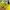 Yonex Sportswear Windbreaker Pria gray yellow photo 4