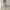 Coquette Pakaian adat Evening dress Wanita cream photo 1
