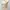Coquette Pakaian adat Evening dress Wanita cream photo 3