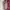 Champion Streetwear Casual Casual pants Pria tan photo 2