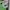 Nike Skater Casual Sneakers Pria green gray photo 6