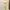 Luxury Pakaian adat Bodycon dress Wanita cream yellow photo 4