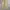 Dickies Streetwear Casual pants Pria tan cream photo 3