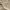 Dickies Streetwear Casual pants Pria tan cream photo 7