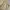 Dickies Streetwear Casual pants Pria tan cream photo 6