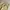 Dickies Streetwear Casual pants Pria tan cream photo 4