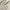 Dickies Streetwear Casual pants Pria tan cream photo 8