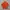 Adidas Casual Sweater Pria orange photo 2