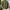 Alpha Industries Vintage Parka Pria green photo 6