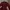 Minimalist Shirt Wanita burgundy photo 1