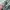 Levi's Casual Sweatshirt Pria green photo 4