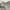 Lafuma Gorpcore Casual Short Pria cream photo 4