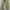 Casual Formal pants Pria cream photo 3