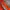 Elstinko Streetwear Track jacket Pria orange photo 5