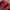Kappa Sportswear Track jacket Pria red black photo 3