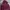 Ed Hardy Vintage Grunge Hoody Wanita burgundy photo 3