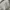 thisisneverthat Streetwear Minimalist Formal shirt Pria white gray photo 4