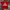 Jerzees Vintage T-shirt Pria red photo 1