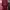 Casual Baju muslim Wanita red photo 1