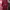 Casual Baju Muslim Wanita Red