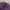 Lacoste Casual Polo shirt Pria purple photo 2