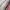 Kate Spade Minimalist Casual Handbag Wanita pink photo 4