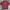 Uniqlo Skater Minimalist T-shirt Pria Burgundy Red