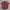 Timberland Luxury Minimalist Casual shirt Pria burgundy red photo 1