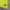 Nike Sportswear Jersey Wanita green yellow photo 4